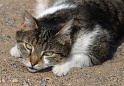 Tiere DDD_4594 Kopie.jpg   26.04